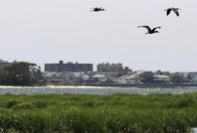 Nearly 70,000 birds killed in New York in attempt to clear safer path for planes 